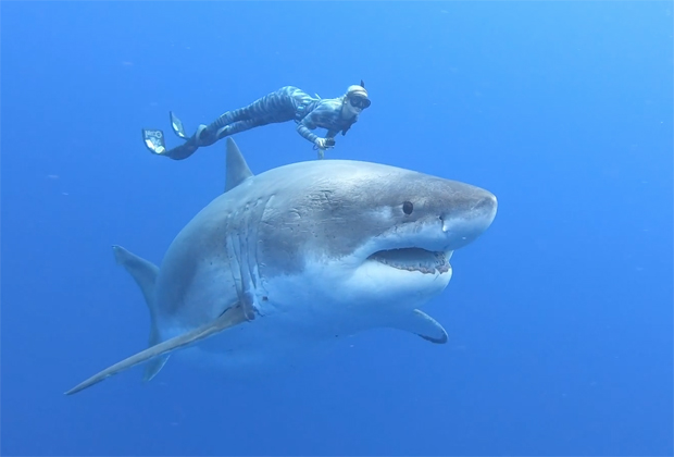 Image 3 for Ocean Ramsey on what to do in a shark attack