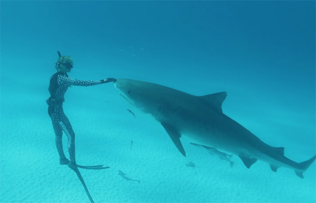 Image 1 for Ocean Ramsey on what to do in a shark attack