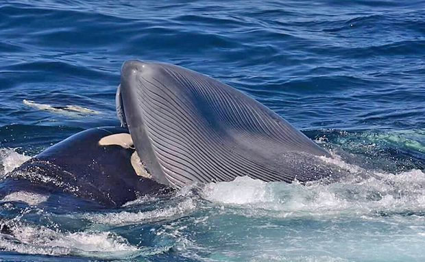For the first time - orcas found to kill blue whales, the largest animals  on Earth