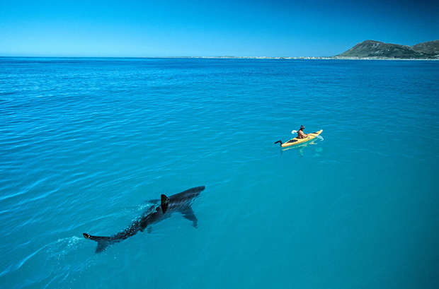 Image 1 for Honestly, it’s a real shark photo: 
