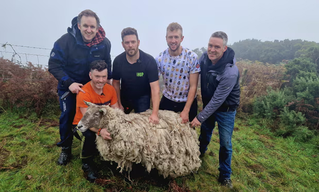 Image 2 for The loneliest sheep in the world rescued from Scottish beach