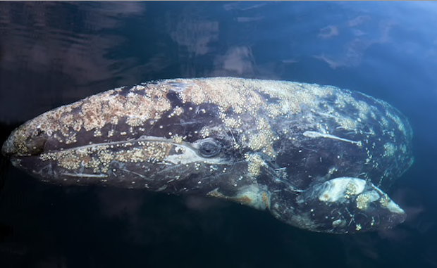 Image 2 for A gray whale swam halfway across the world, setting a new record
