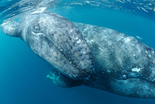 Image 3 for A gray whale swam halfway across the world, setting a new record