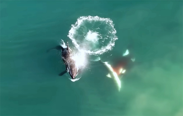 Image 1 for Drone footage captures orca whales chasing, stalking and eating great white sharks